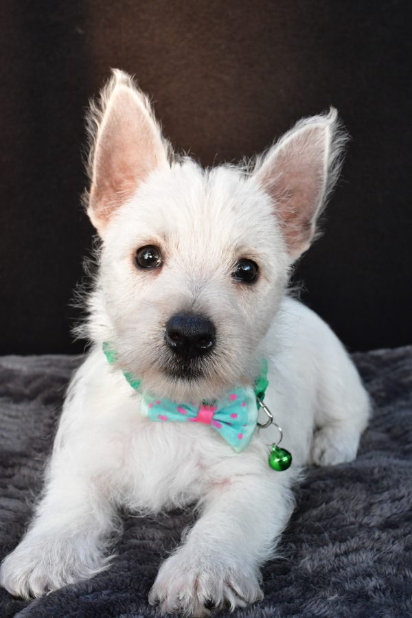 Mr Omar The West Highland White Terrier - Image 6