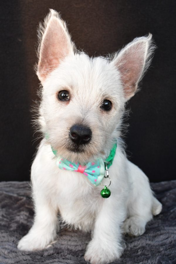 Mr Omar The West Highland White Terrier - Image 2