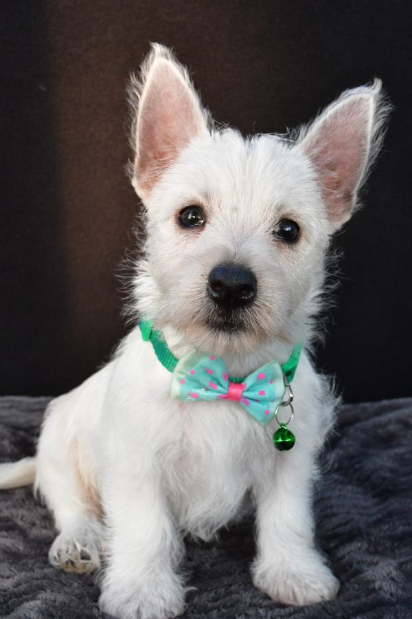 Mr Omar The West Highland White Terrier - Image 3