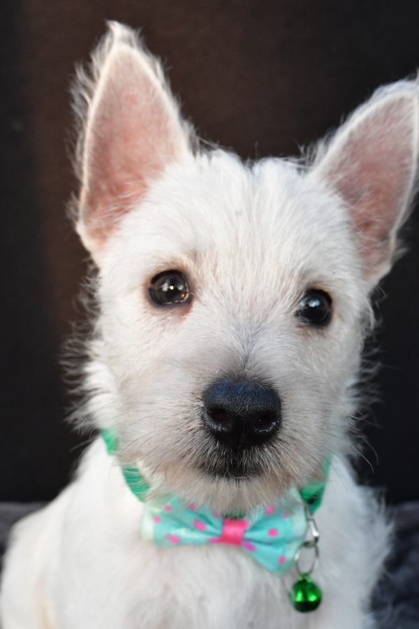 Mr Omar The West Highland White Terrier - Image 4