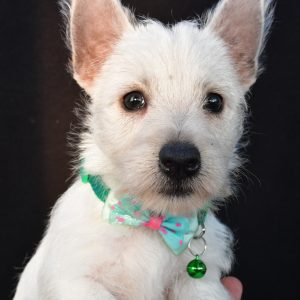 Mr Omar The West Highland White Terrier