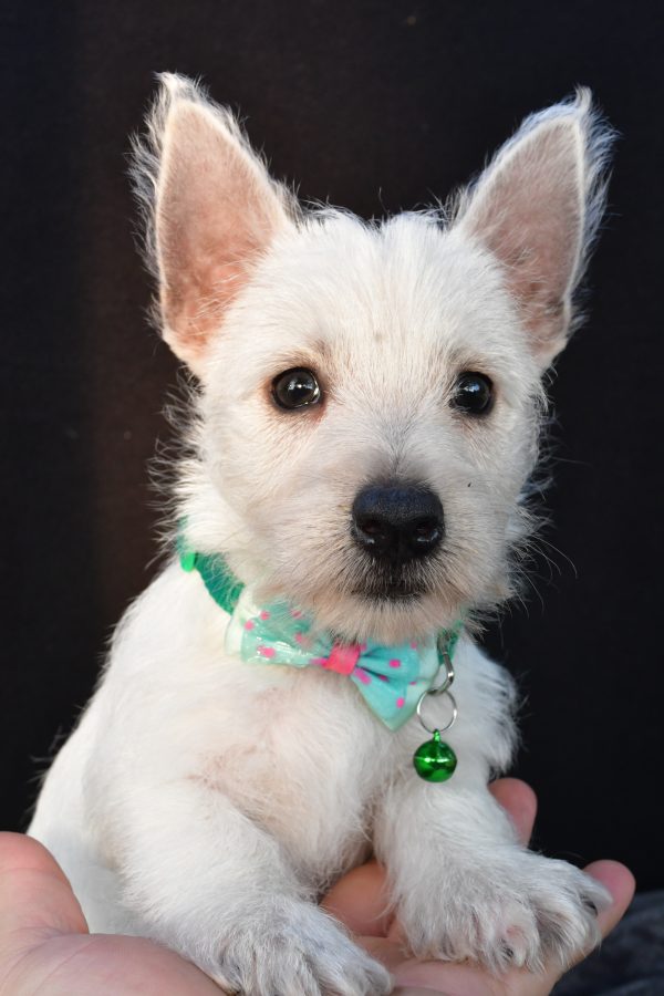 Mr Omar The West Highland White Terrier