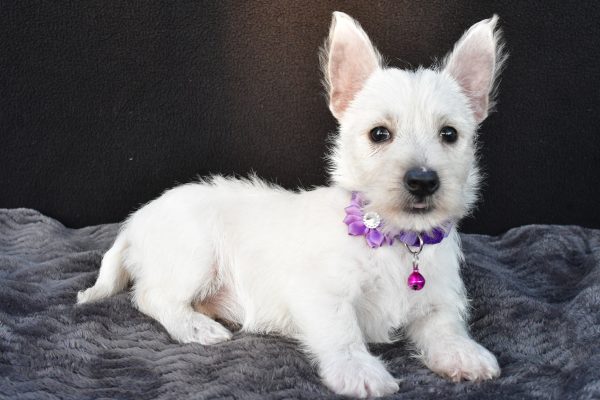 Miss Ollie The West Highland White Terrier - Image 8