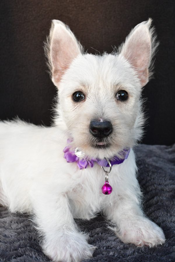 Miss Ollie The West Highland White Terrier - Image 6