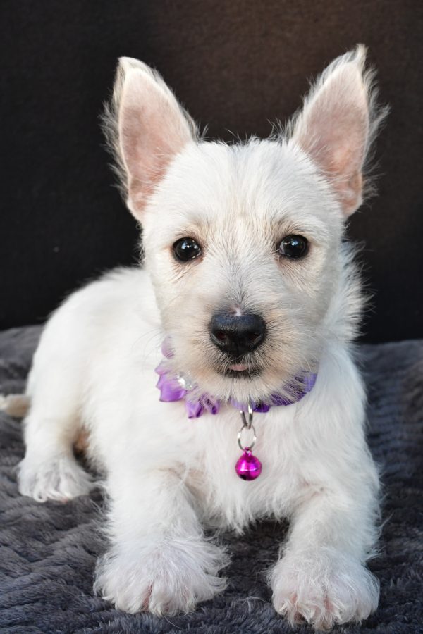 Miss Ollie The West Highland White Terrier - Image 5