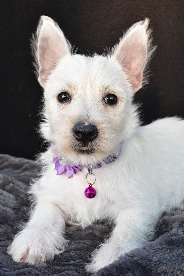 Miss Ollie The West Highland White Terrier - Image 4