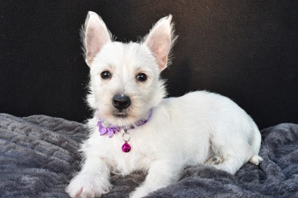 Miss Ollie The West Highland White Terrier - Image 7