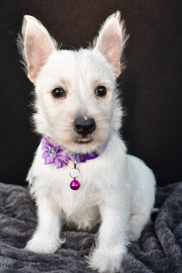 Miss Ollie The West Highland White Terrier - Image 2