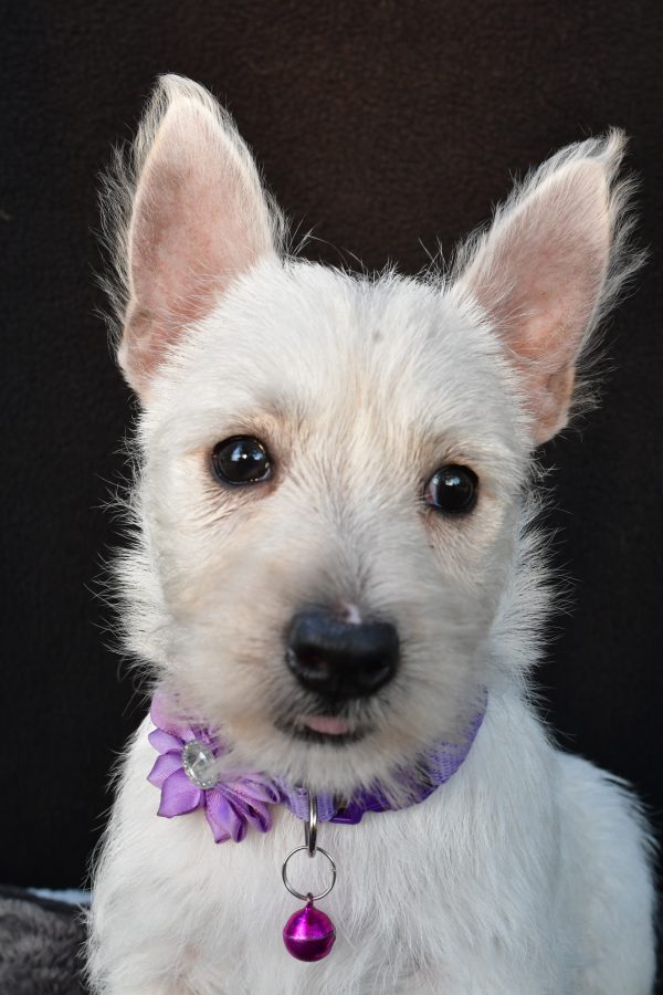 Miss Ollie The West Highland White Terrier - Image 3
