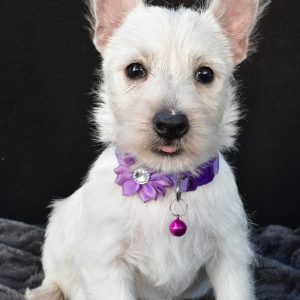 Miss Ollie The West Highland White Terrier