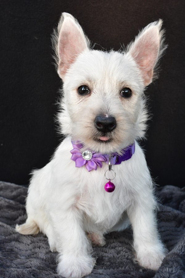 Miss Ollie The West Highland White Terrier