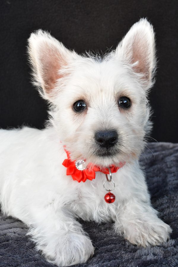 Miss Orla The West Highland White Terrier - Image 3