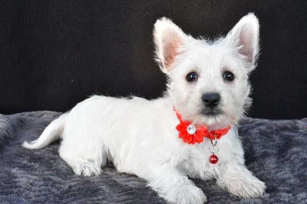 Miss Orla The West Highland White Terrier - Image 6
