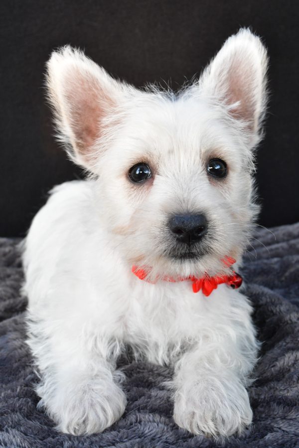 Miss Orla The West Highland White Terrier - Image 5