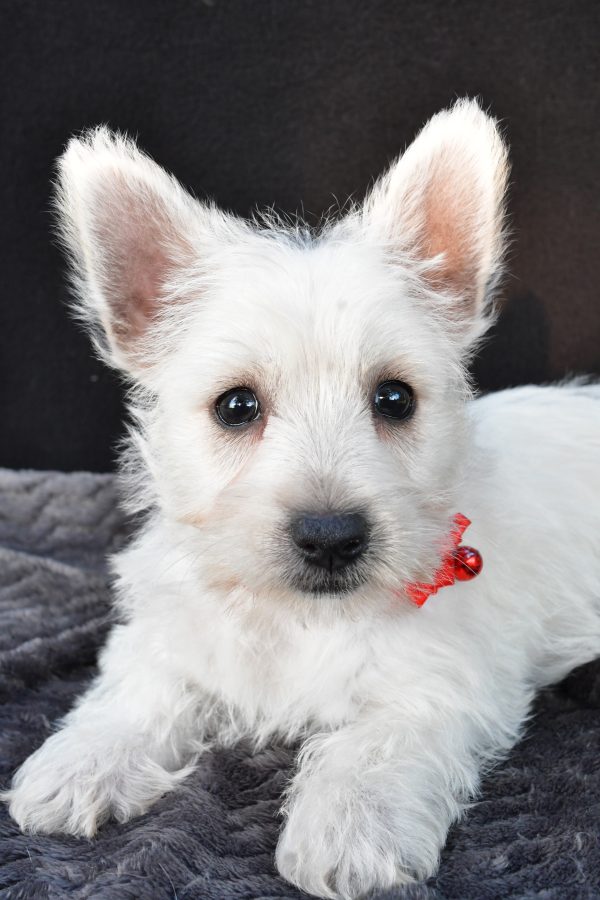 Miss Orla The West Highland White Terrier - Image 4
