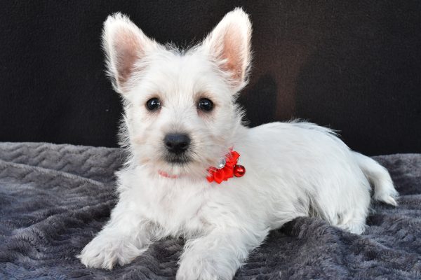 Miss Orla The West Highland White Terrier - Image 7