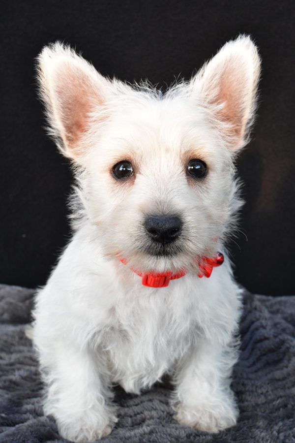 Miss Orla The West Highland White Terrier - Image 2