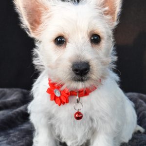 Miss Orla The West Highland White Terrier