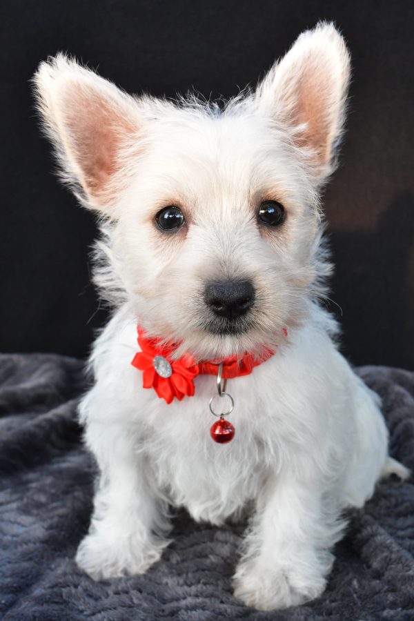 Miss Orla The West Highland White Terrier