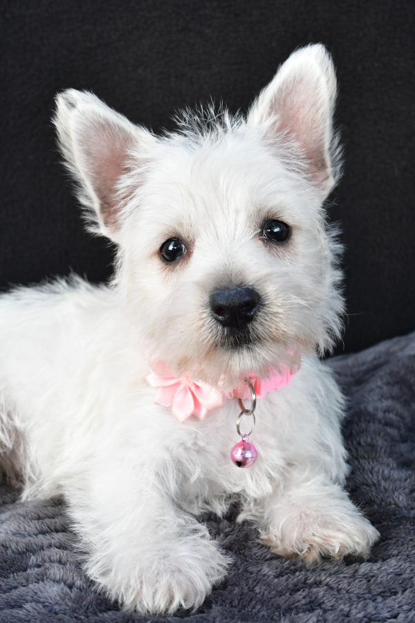 Miss Oona The West Highland White Terrier - Image 6