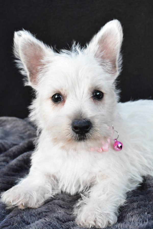 Miss Oona The West Highland White Terrier - Image 4