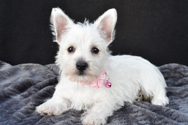 Miss Oona The West Highland White Terrier - Image 8