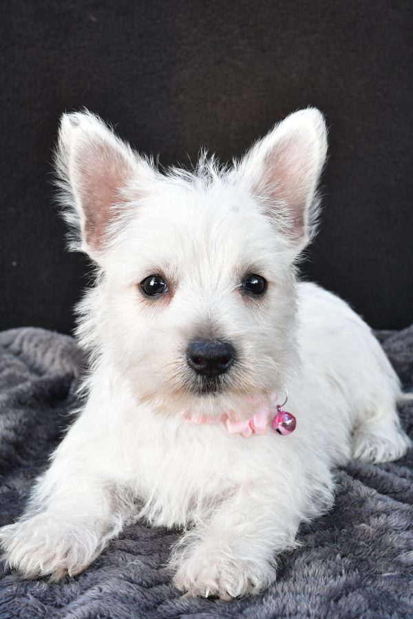 Miss Oona The West Highland White Terrier - Image 5