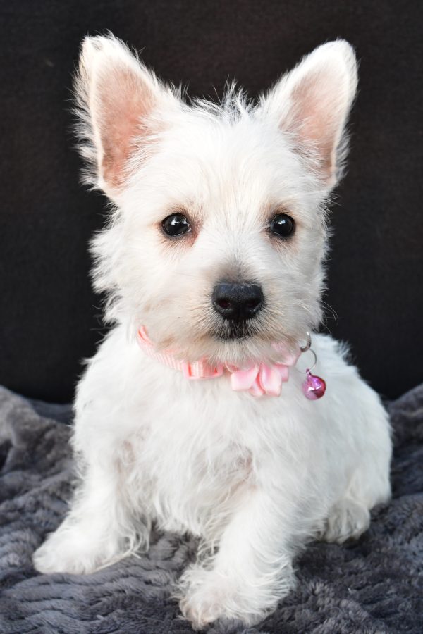 Miss Oona The West Highland White Terrier - Image 2