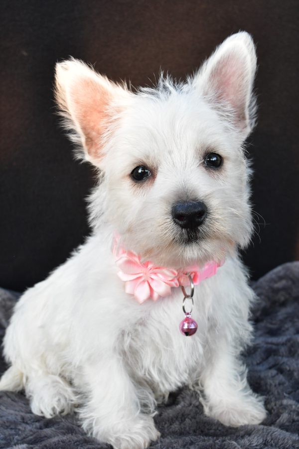 Miss Oona The West Highland White Terrier - Image 3