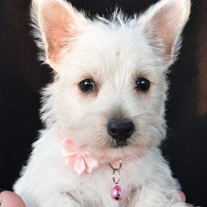 Miss Oona The West Highland White Terrier