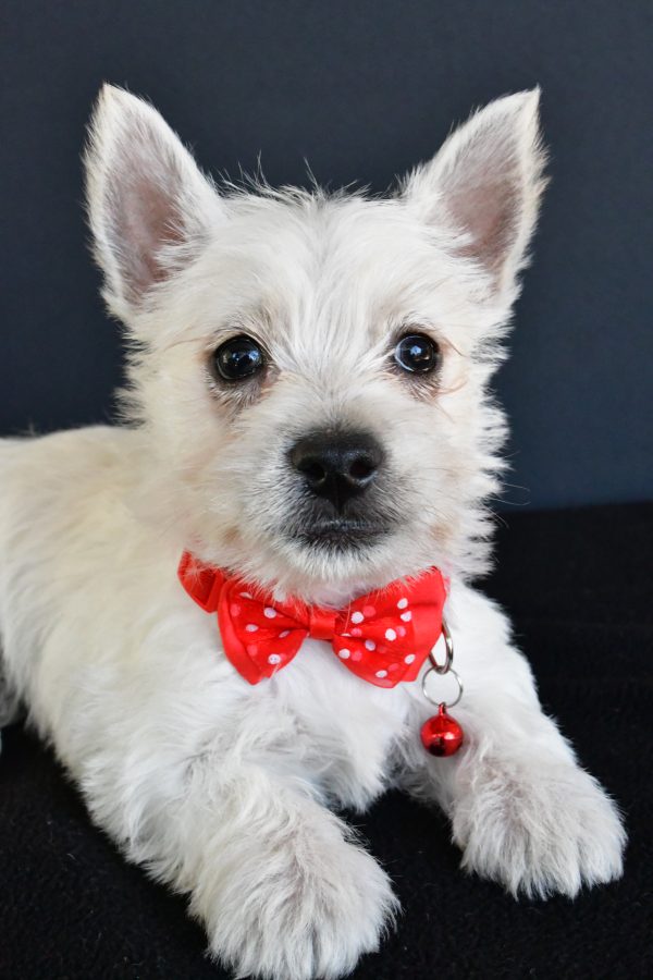 Mr Gunner The West Highland White Terrier - Image 4