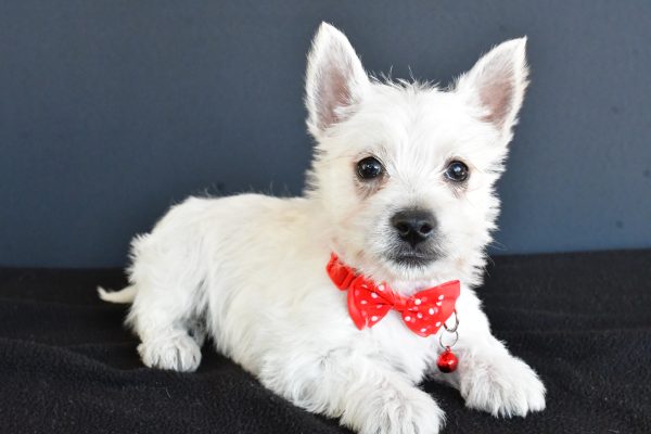 Mr Gunner The West Highland White Terrier - Image 7