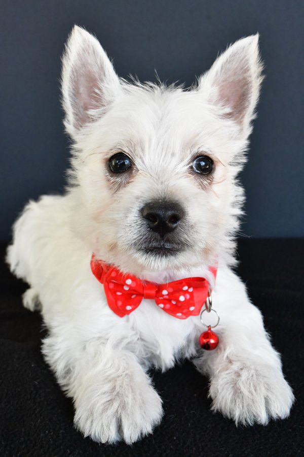 Mr Gunner The West Highland White Terrier - Image 6