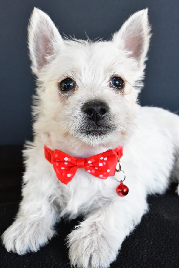 Mr Gunner The West Highland White Terrier - Image 5