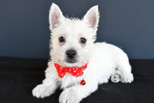 Mr Gunner The West Highland White Terrier - Image 8
