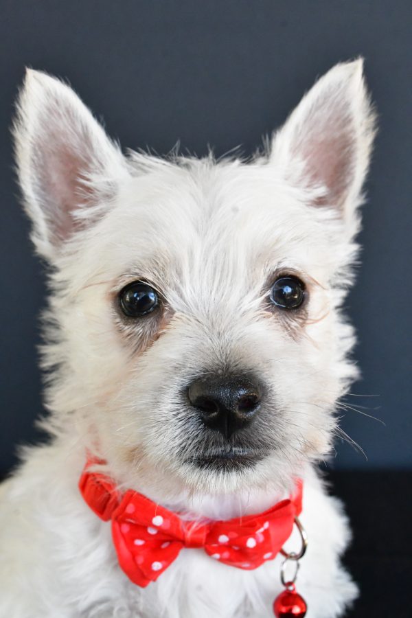 Mr Gunner The West Highland White Terrier - Image 3