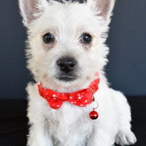 Mr Gunner The West Highland White Terrier