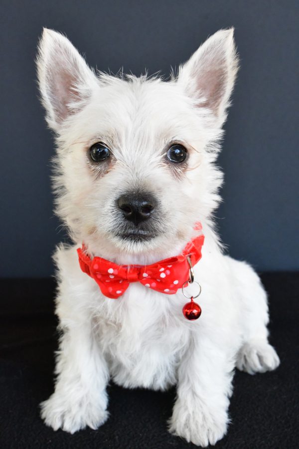 Mr Gunner The West Highland White Terrier