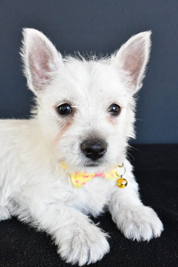 Mr Galen The West Highland White Terrier - Image 3