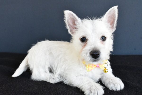 Mr Galen The West Highland White Terrier - Image 7