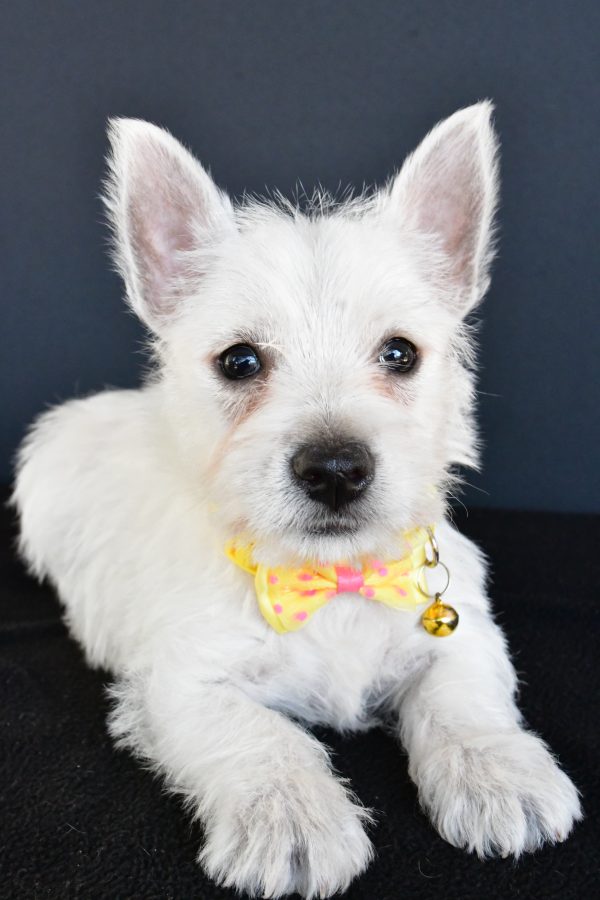 Mr Galen The West Highland White Terrier - Image 4
