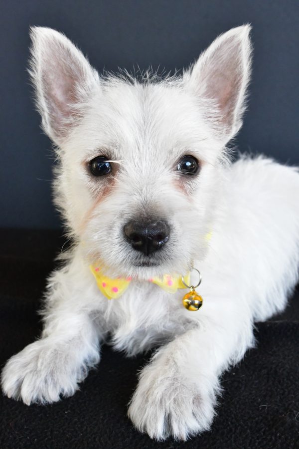 Mr Galen The West Highland White Terrier - Image 5