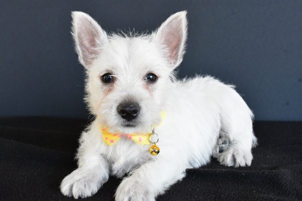 Mr Galen The West Highland White Terrier - Image 6