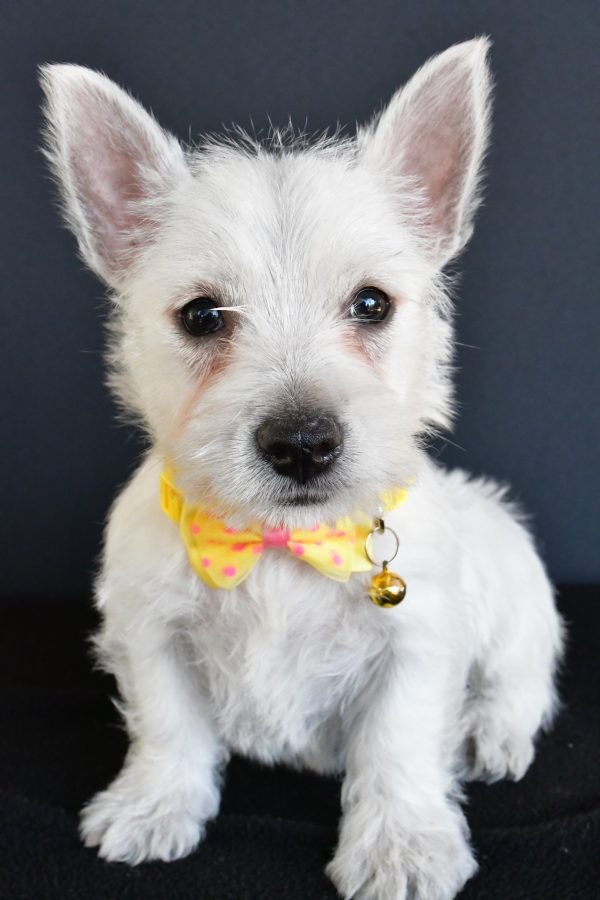Mr Galen The West Highland White Terrier - Image 2