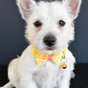 Mr Galen The West Highland White Terrier