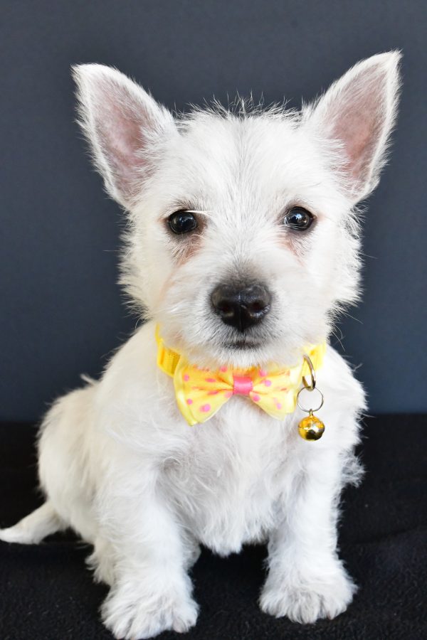 Mr Galen The West Highland White Terrier
