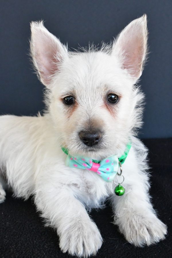 Mr Gabe The West Highland White Terrier - Image 5