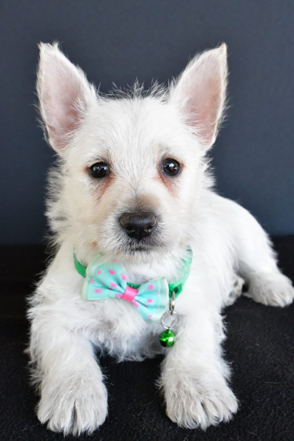 Mr Gabe The West Highland White Terrier - Image 4