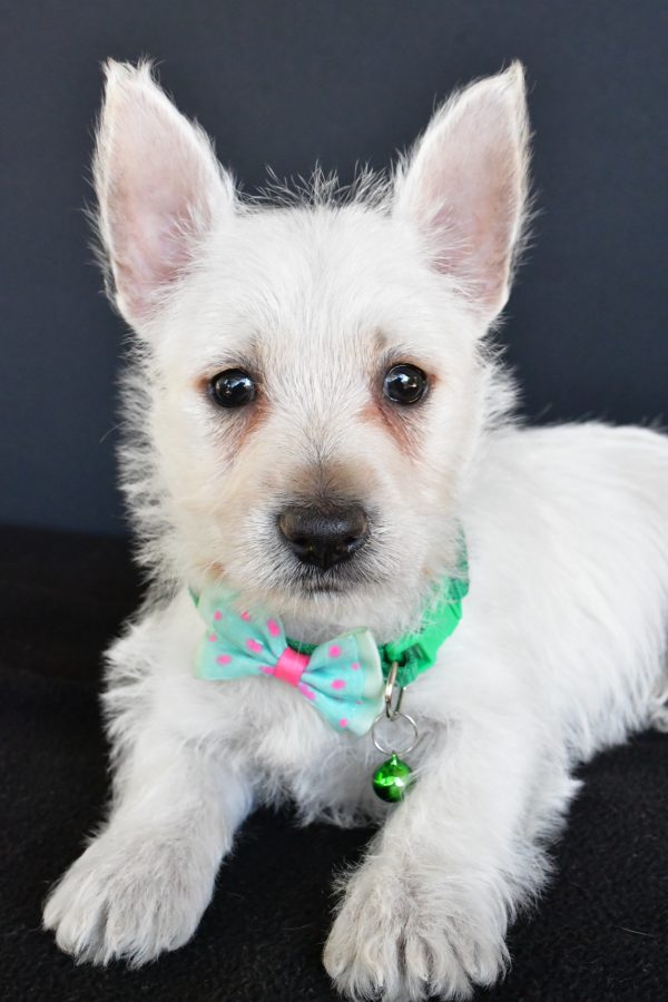 Mr Gabe The West Highland White Terrier - Image 3