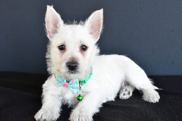 Mr Gabe The West Highland White Terrier - Image 6
